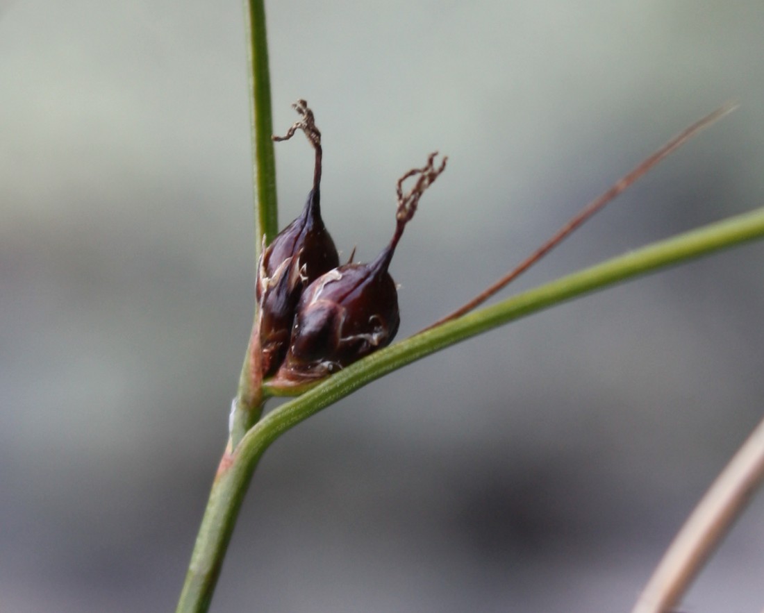 Image of Juncus trifidus specimen.