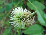 Trifolium montanum