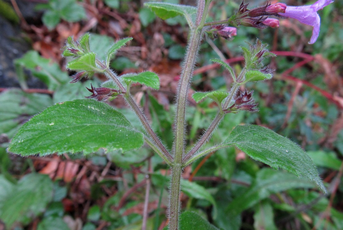 Image of Clinopodium menthifolium specimen.