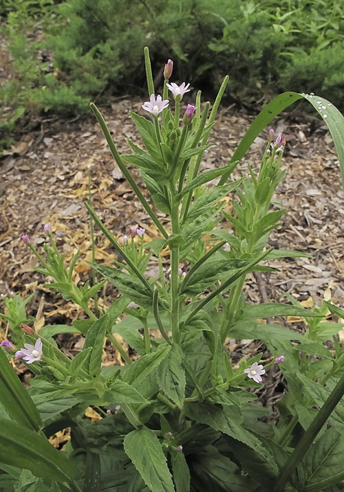 Изображение особи род Epilobium.