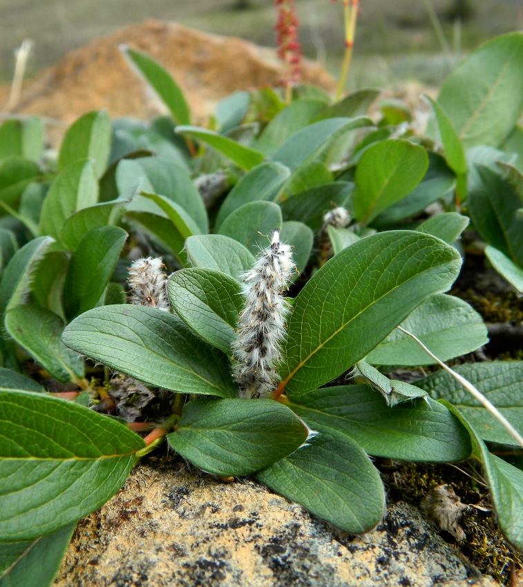 Image of Salix arctica specimen.