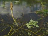 Potamogeton × franconicus. Часть побега с соцветием. Нидерланды, провинция Drenthe, Roderwolde, мелиоративный канал с медленно текущей водой. 26 июня 2011 г.