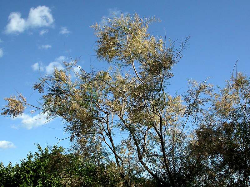 Image of genus Tamarix specimen.