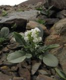 Valeriana petrophila. Цветущее растение (белоцветковая форма). Респ. Алтай, Кош-Агачский р-н, Курайский хр., руч. Тыдтуярык. 19 июля 2010 г.