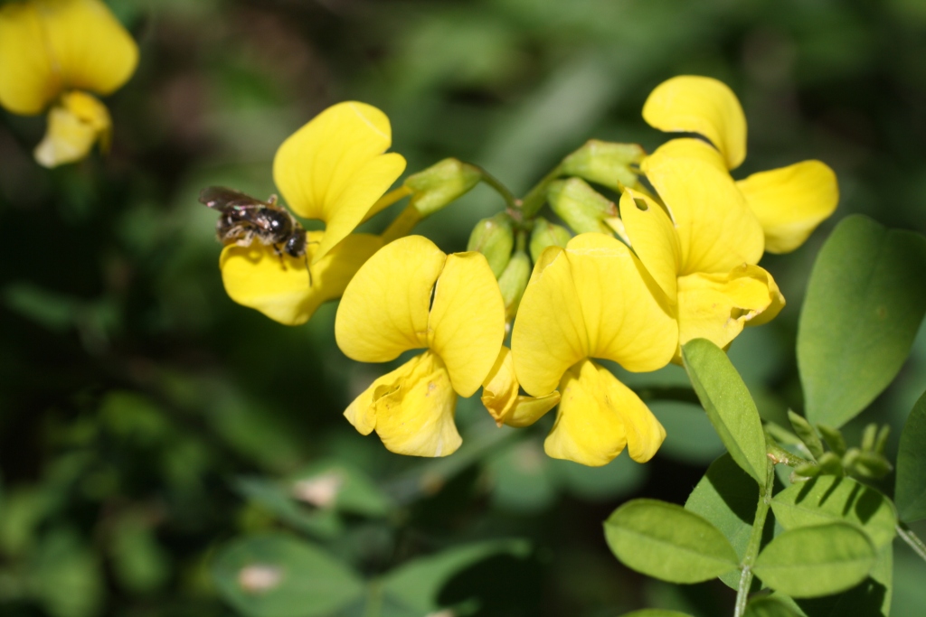 Изображение особи Hippocrepis emeroides.