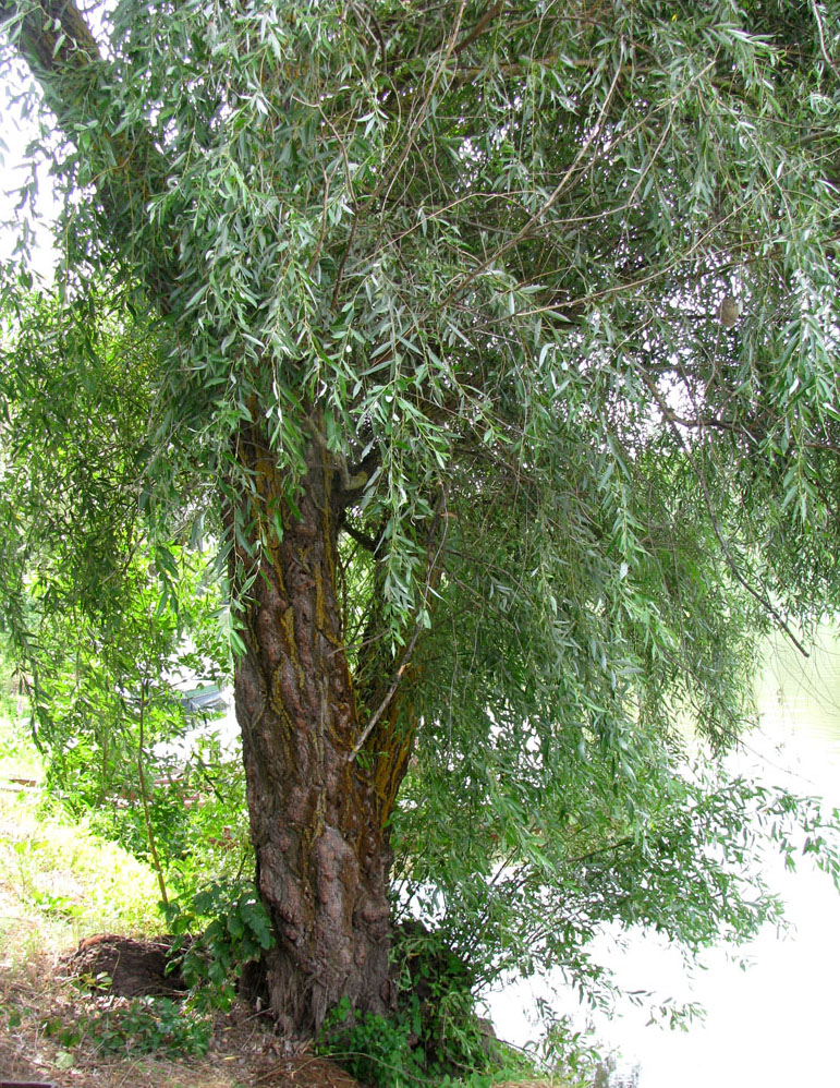 Изображение особи Salix &times; fragilis.