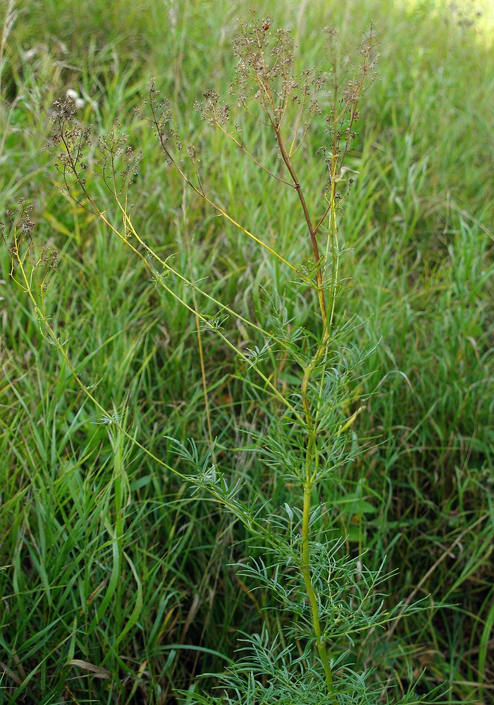 Изображение особи Thalictrum lucidum.