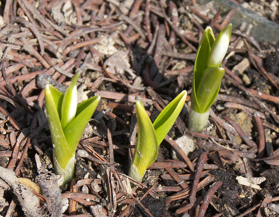 Изображение особи Galanthus woronowii.