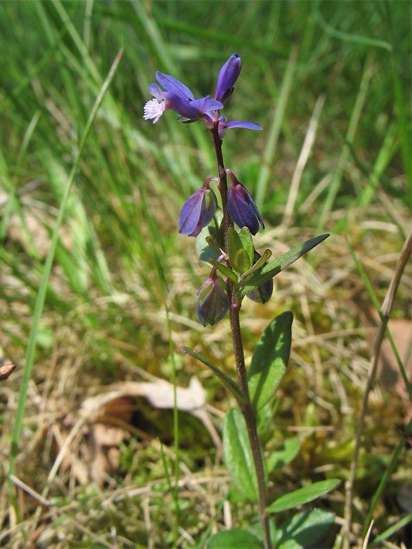 Image of Polygala serpyllifolia specimen.