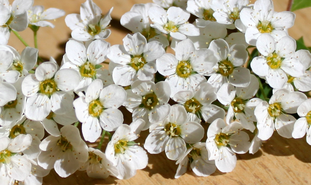 Изображение особи Spiraea &times; cinerea.