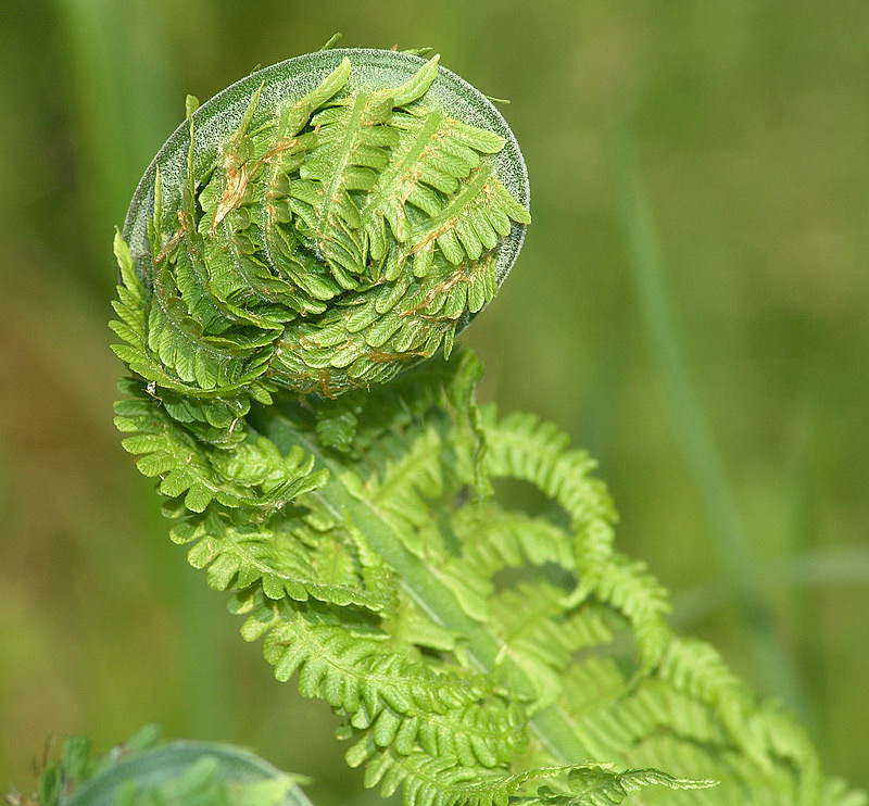 Image of Matteuccia struthiopteris specimen.