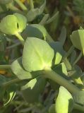 Euphorbia paralias