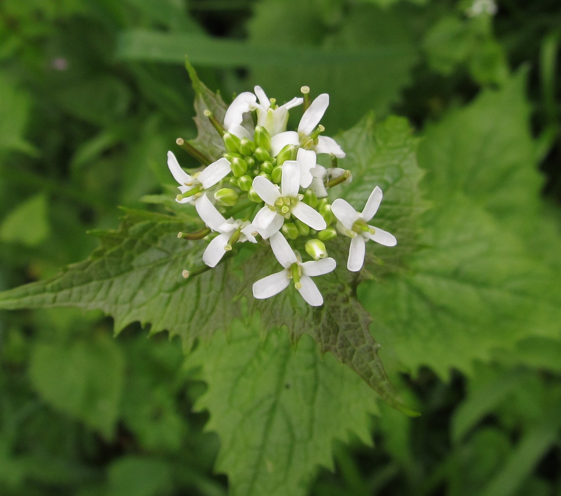 Изображение особи Alliaria petiolata.