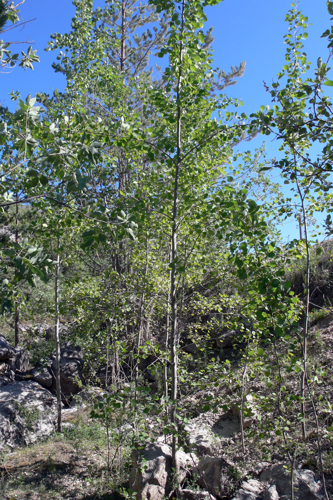 Image of Populus tremula specimen.