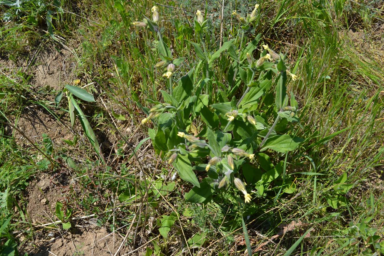 Изображение особи Melandrium latifolium.