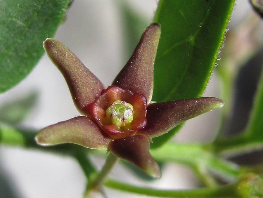 Image of Vincetoxicum fuscatum specimen.