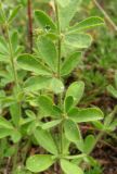 Dorycnium herbaceum. Часть побега. Крым, окраины г. Ялты. 25 мая 2012 г.