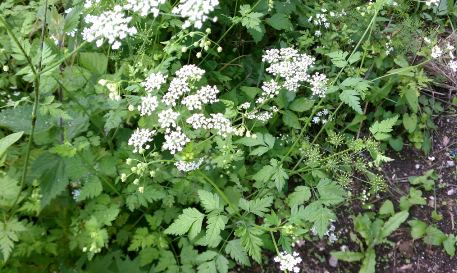 Изображение особи Chaerophyllum temulum.