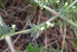 Galium humifusum