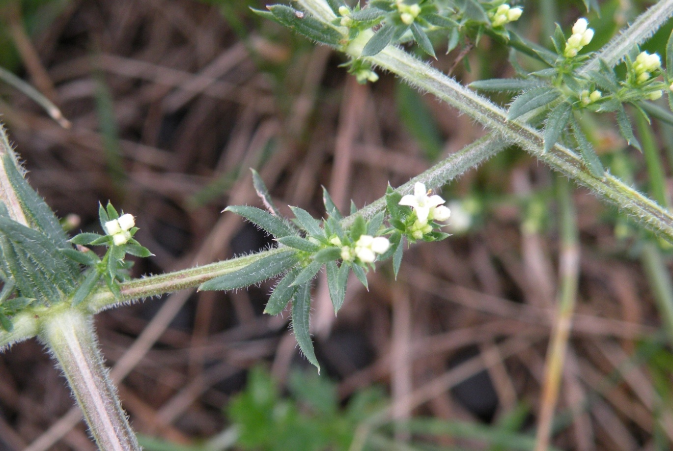 Изображение особи Galium humifusum.