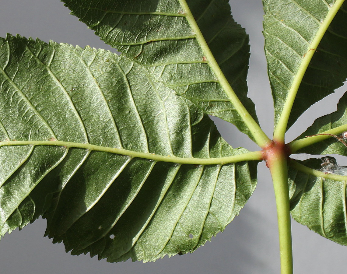 Image of Aesculus &times; carnea specimen.