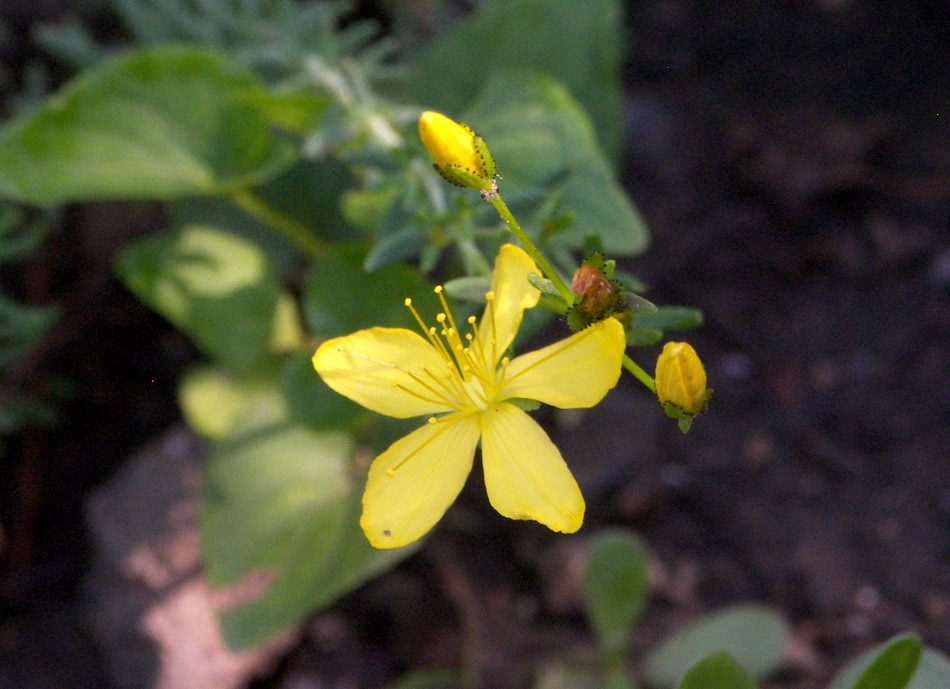 Image of Hypericum coris specimen.