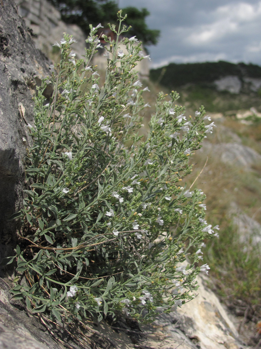 Image of Micromeria serpyllifolia specimen.