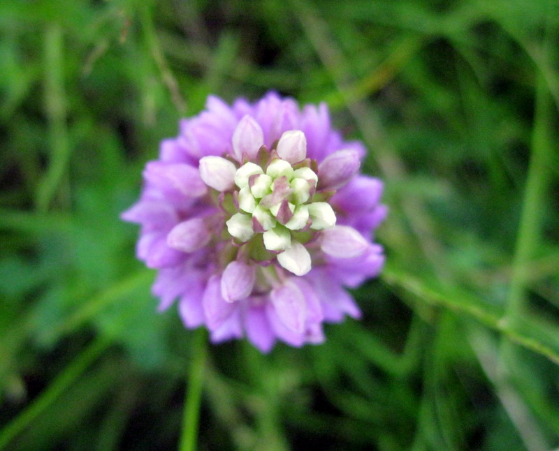 Image of Dactylorhiza baltica specimen.