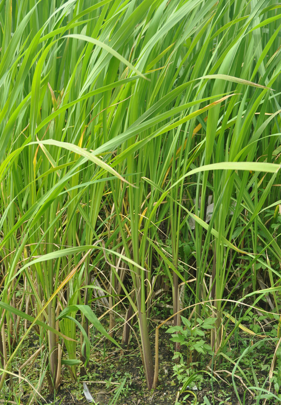 Image of Zizania latifolia specimen.