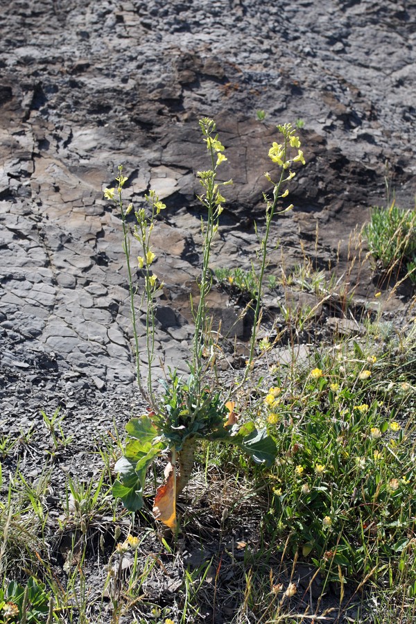 Image of Brassica sylvestris specimen.