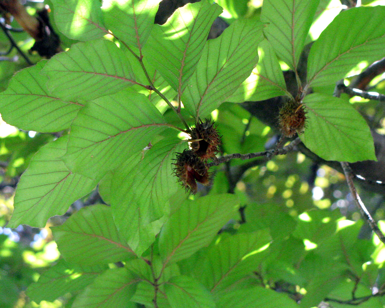 Изображение особи Fagus sylvatica.