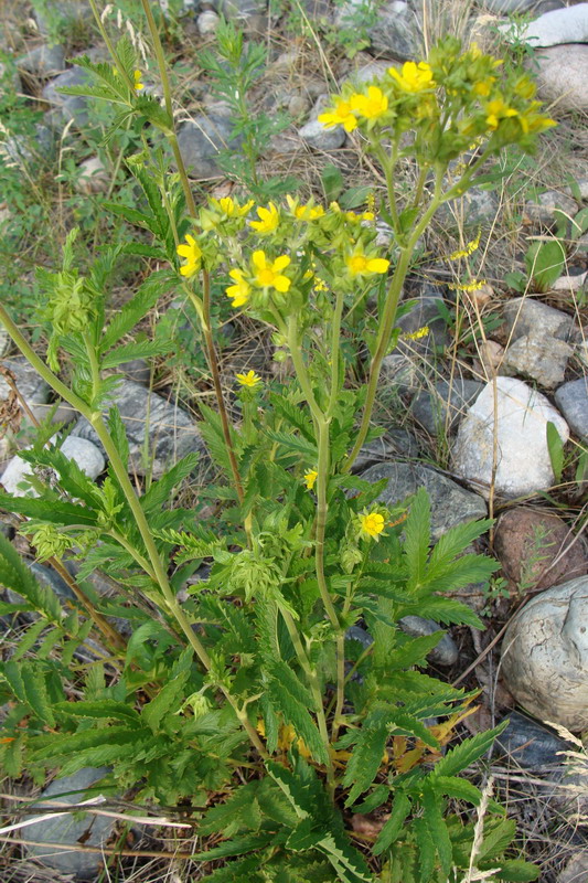 Image of Potentilla longifolia specimen.