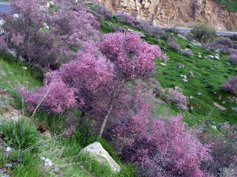 Изображение особи Amygdalus spinosissima.