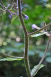 Image of taxon representative. Author is Александр Иванов