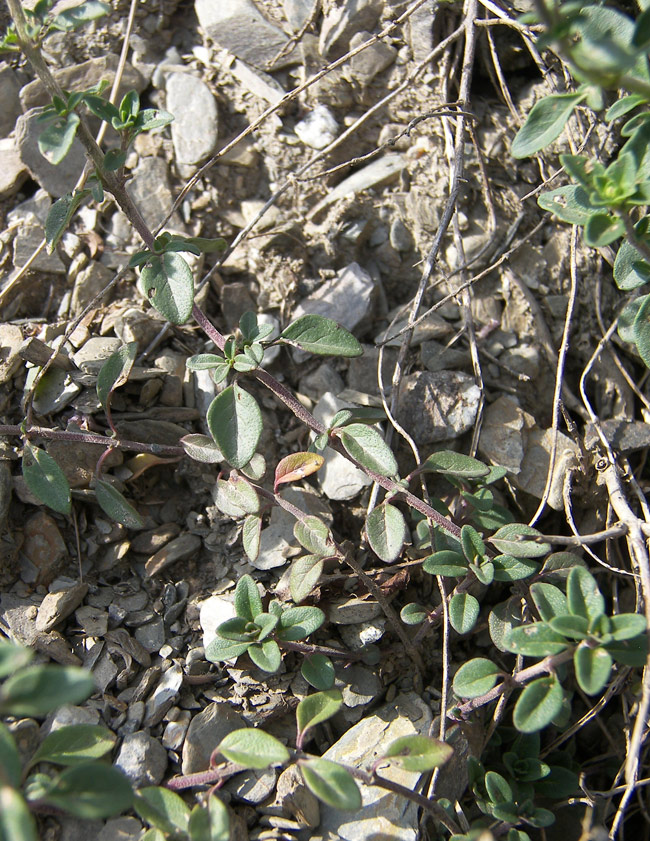 Image of Ziziphora clinopodioides specimen.