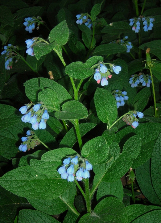 Image of Symphytum caucasicum specimen.