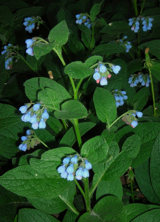 Изображение особи Symphytum caucasicum.