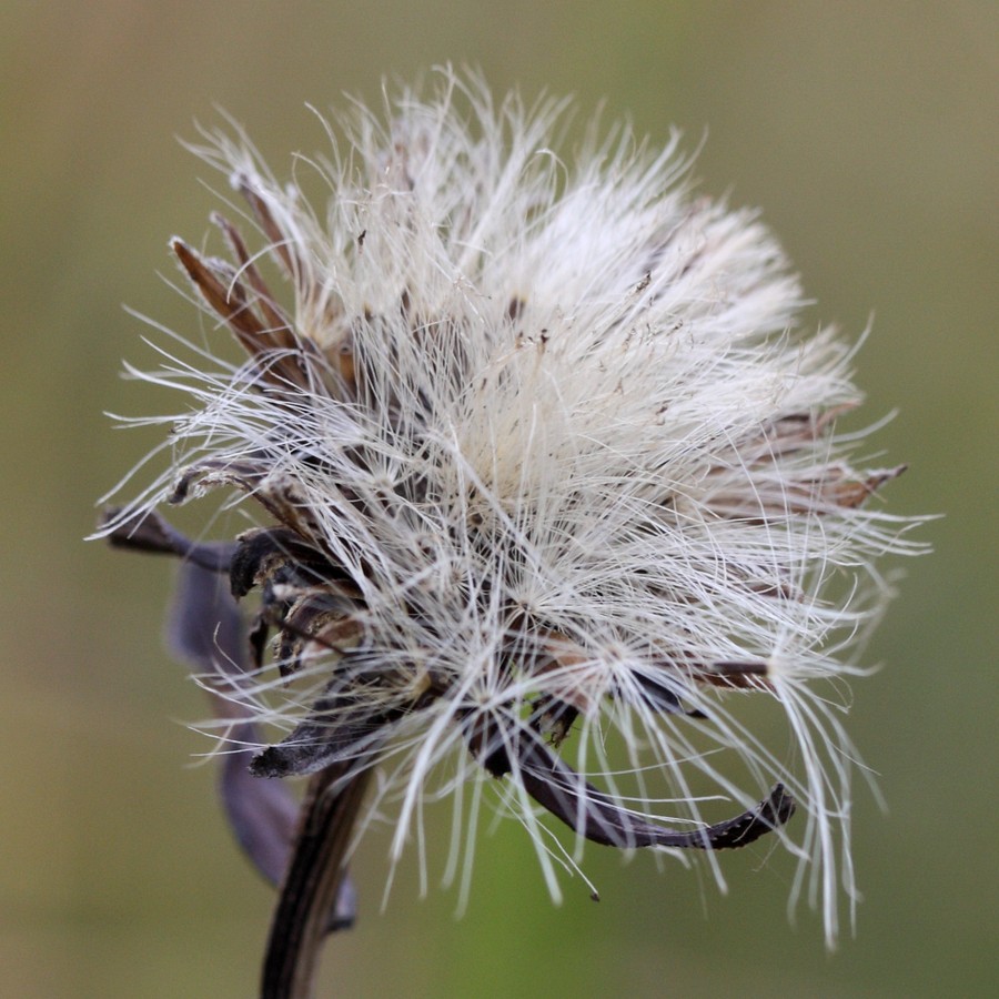 Изображение особи Inula salicina.