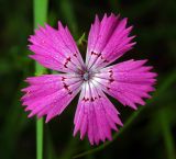 Dianthus fischeri