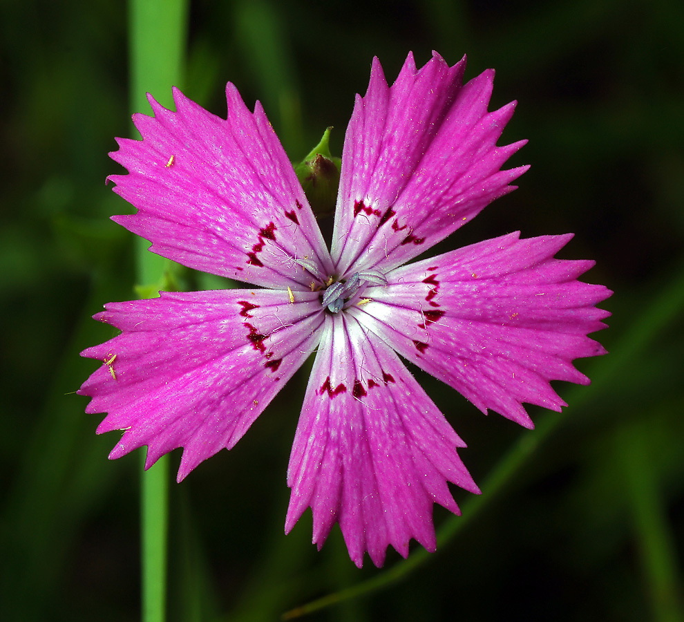 У дикой гвоздики 5 лепестков. Dianthus fischeri. Гвоздика широковетвистая. 2. Dianthus Campestris - гвоздика Полевая. Гвоздика травянка соцветие.