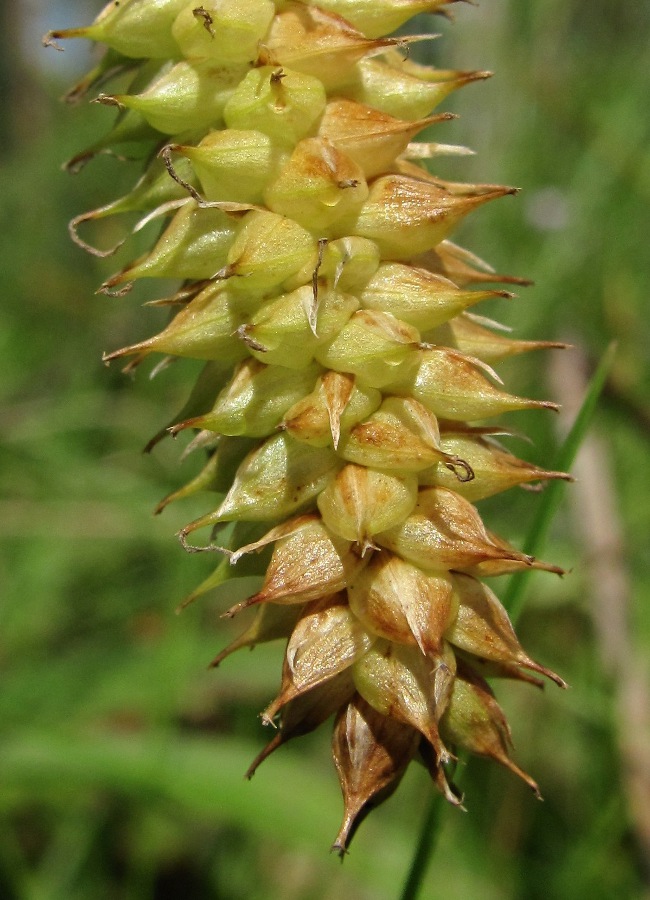 Image of Carex &times; pannewitziana specimen.