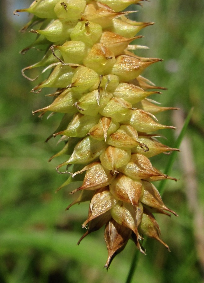 Изображение особи Carex &times; pannewitziana.