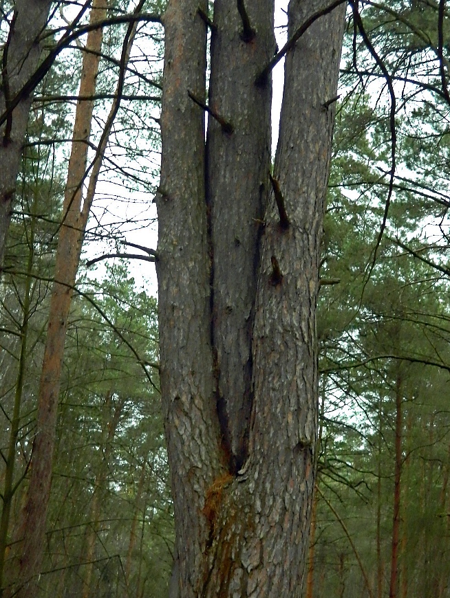 Изображение особи Pinus sylvestris.