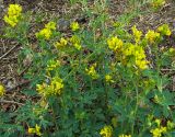 Medicago falcata