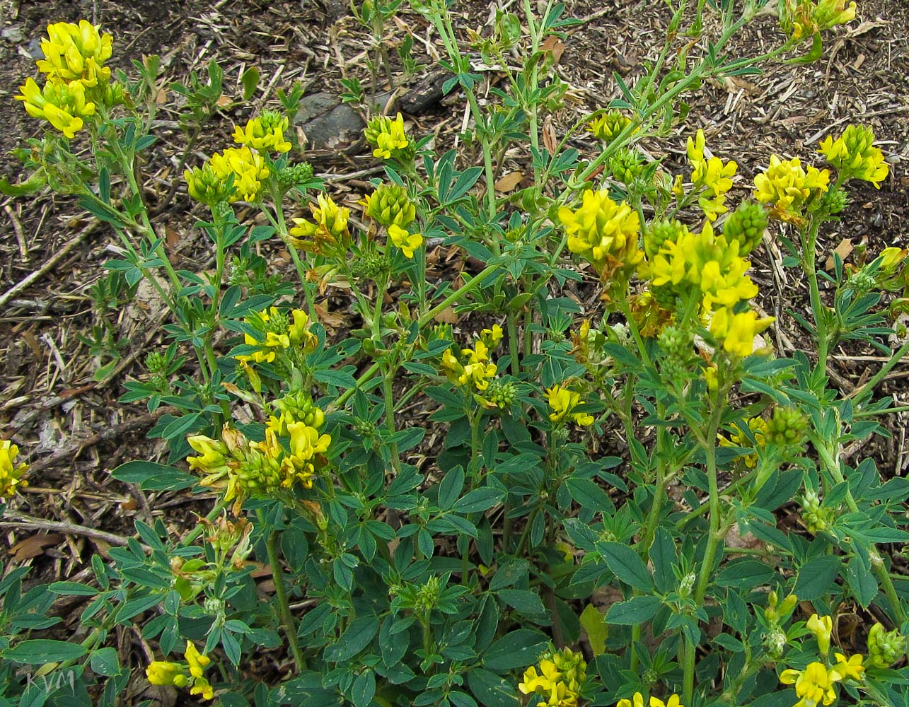 Изображение особи Medicago falcata.