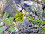 Carex bohemica. Верхушка побега с соплодием. Хабаровский край, Ванинский р-н, окр. пос. Высокогорный. 08.09.2012.