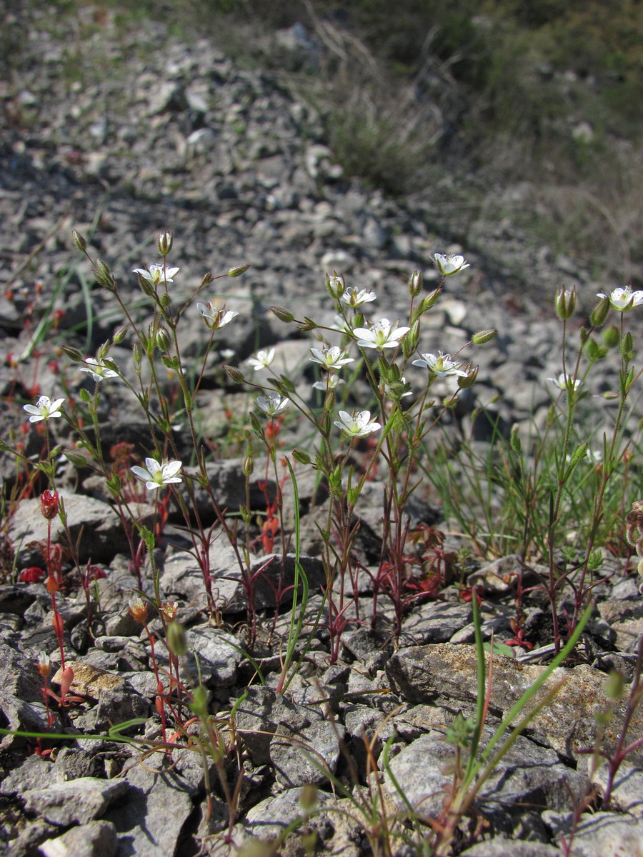 Изображение особи Minuartia hybrida.