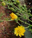 genus Picris