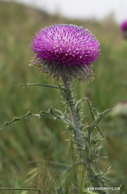 Изображение особи Carduus uncinatus ssp. davisii.