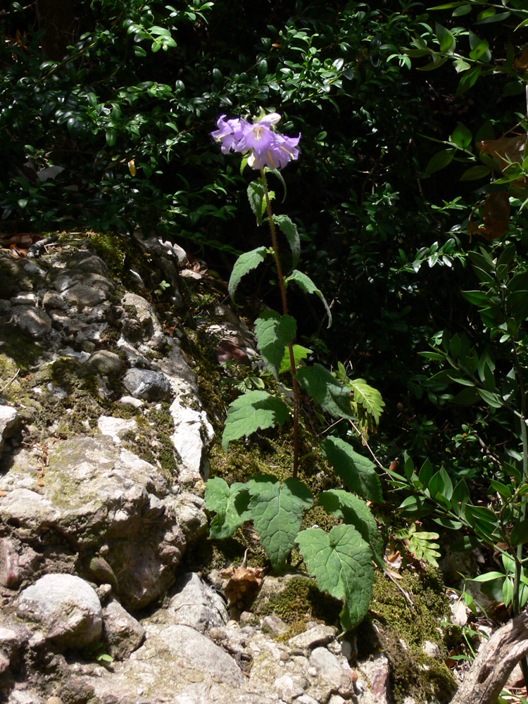 Изображение особи Campanula trachelium.